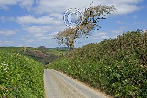 Cornish Lane DM0146